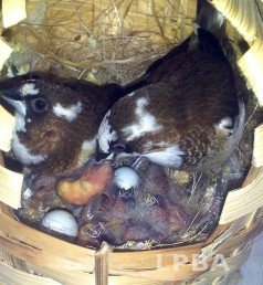 Big Mama (& Papa) Society Finch pair feeding their fostered hatchlings. TWFA 2013