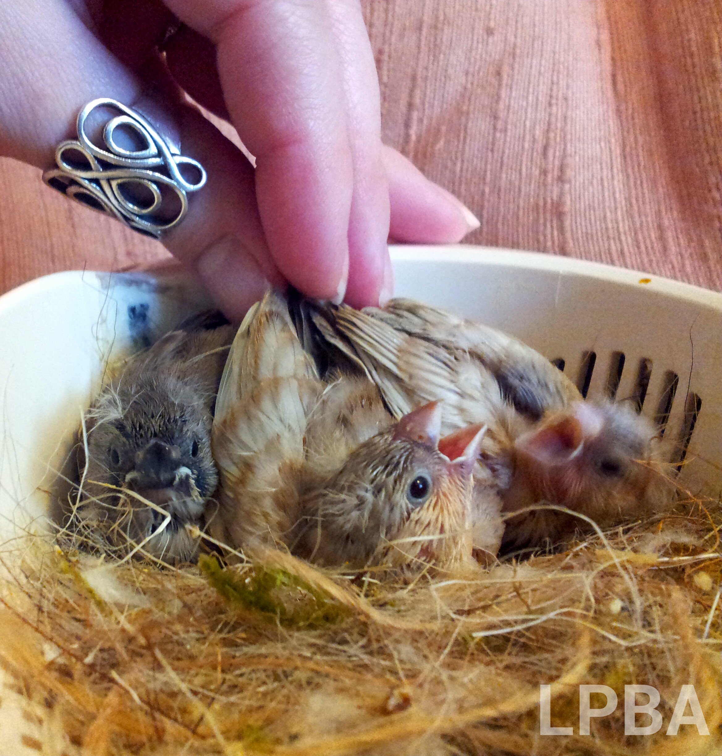 what to feed a baby finch bird