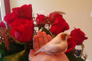 My handsome bird! Mr Miles posing in front of my Valentine's Day bouquet. (TWFA 2014)