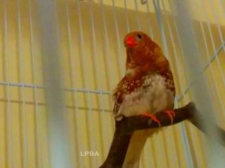 A very "Red" Phaeo male we are keeping for 3rd generation breeding. He is aptly named Strawberry for obvious reasons. (TWFA 2014)